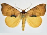 Marcipa phaeodonta